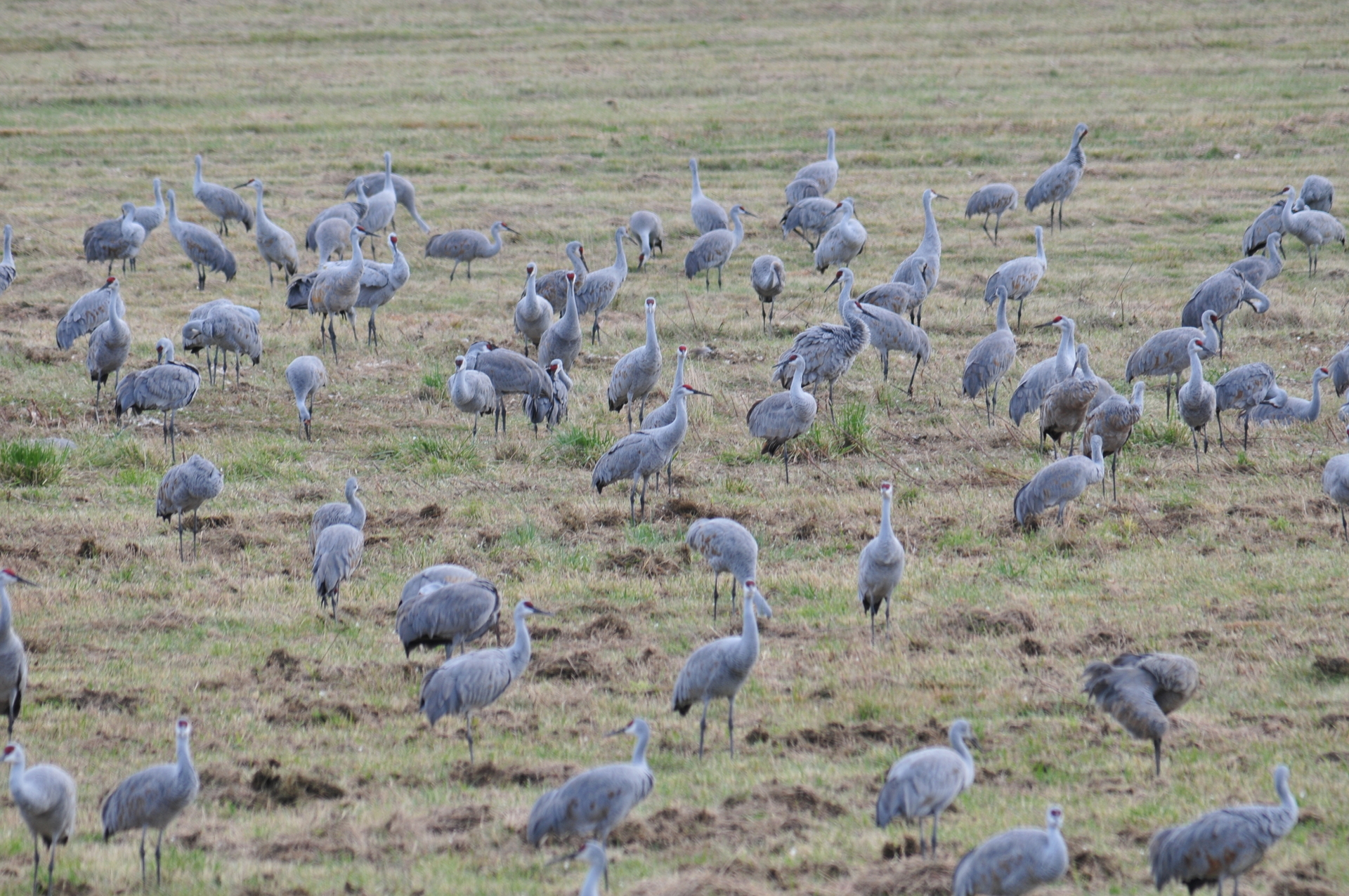 Conservation Success and Ongoing Threats (Image Credits: Wikimedia)