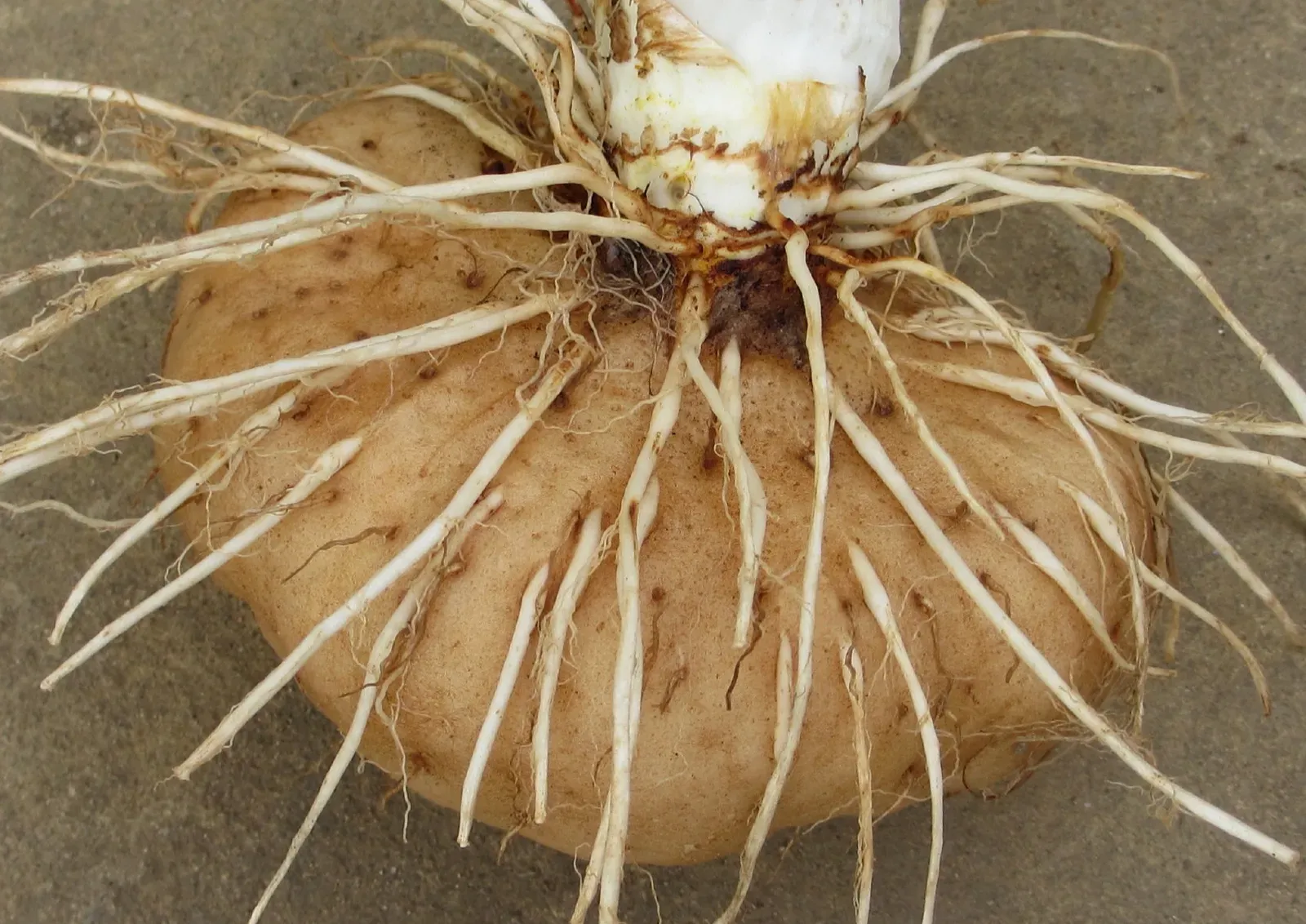 Going Underground: Bulbs, Tubers, and Dormant Rhizomes (Image Credits: Wikimedia)