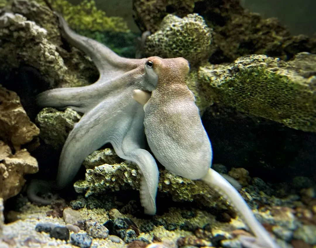 6. Octopus Intelligence That Feels Almost Alien (Image Credits: Unsplash)