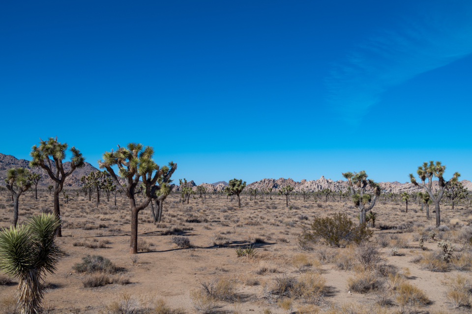 Seasonal Adaptation Strategies (Image Credits: Stocksnap)