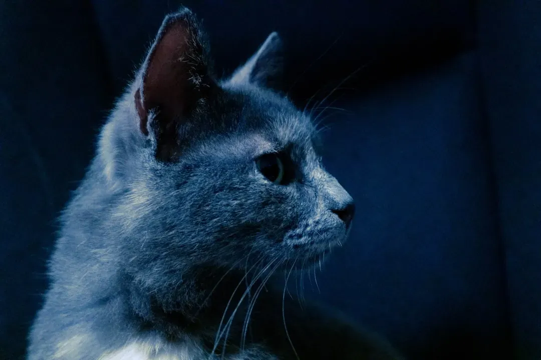 Shape-Shifters, Witches, and Supernatural Cats (Image Credits: Unsplash)