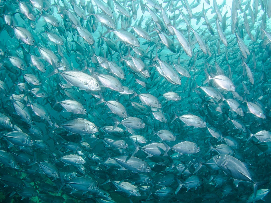 Pisces: The Schooling Intuition Network (Image Credits: Unsplash)