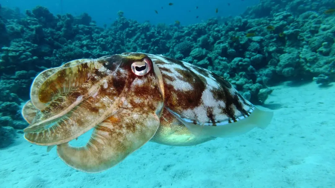Cuttlefish Color Detection While Colorblind (Image Credits: Unsplash)