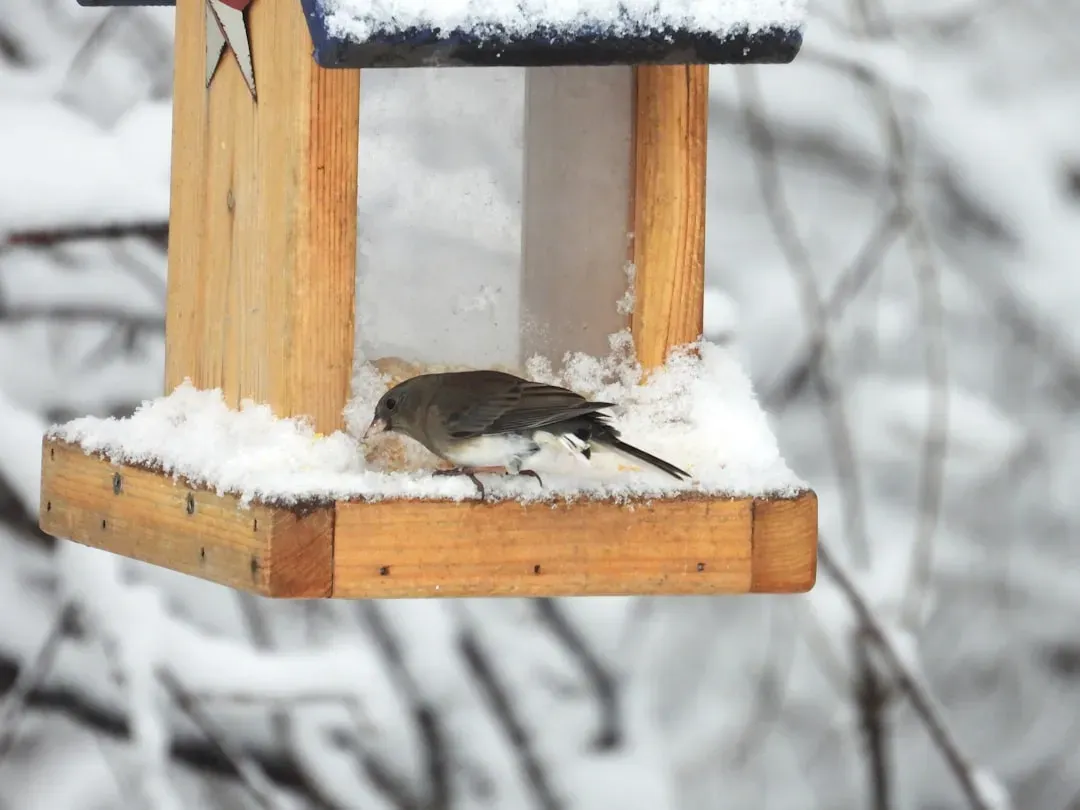 Their Daily Rhythm Around Your Feeder Is About Energy Economics (Image Credits: Unsplash)
