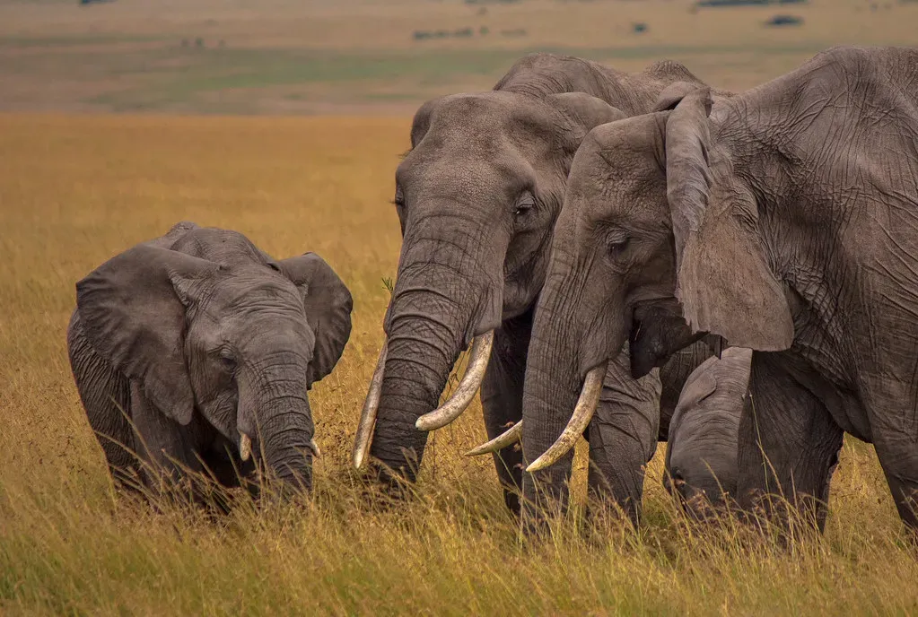 The Haunting Sight: What Elephants Actually Do at Bone Sites (. Ray in Manila, Flickr, CC BY 2.0)