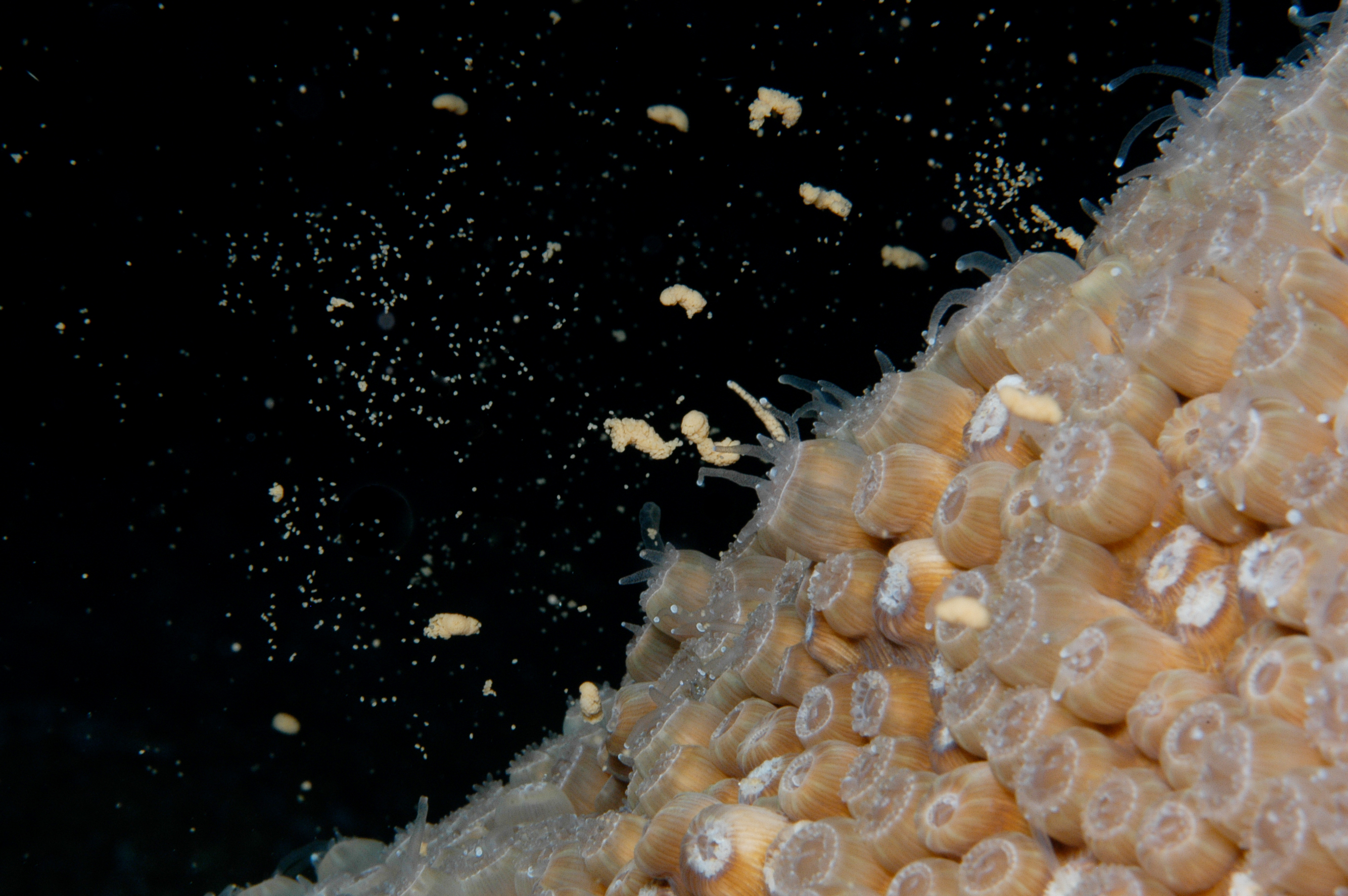 The Great Coral Spawning Spectacle (Image Credits: Wikimedia)