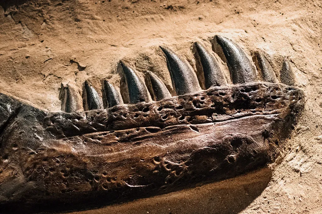 #10 - Mammal-Like Teeth Hiding in Dinosaur-Dominated Rock (Ivan Radic, Flickr, CC BY 2.0)