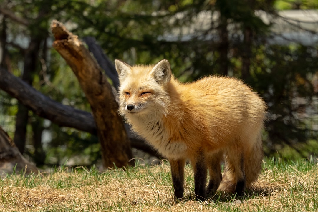 The Analytical Fox - Virgo Spirit Animals (Image Credits: Unsplash)