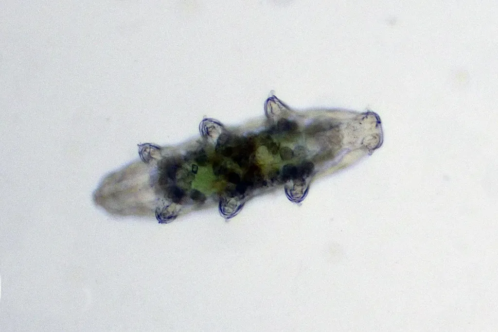 Tardigrades: The Near-Immortal Microscopic “Bears” (Philippe Garcelon, Flickr, CC BY 2.0)
