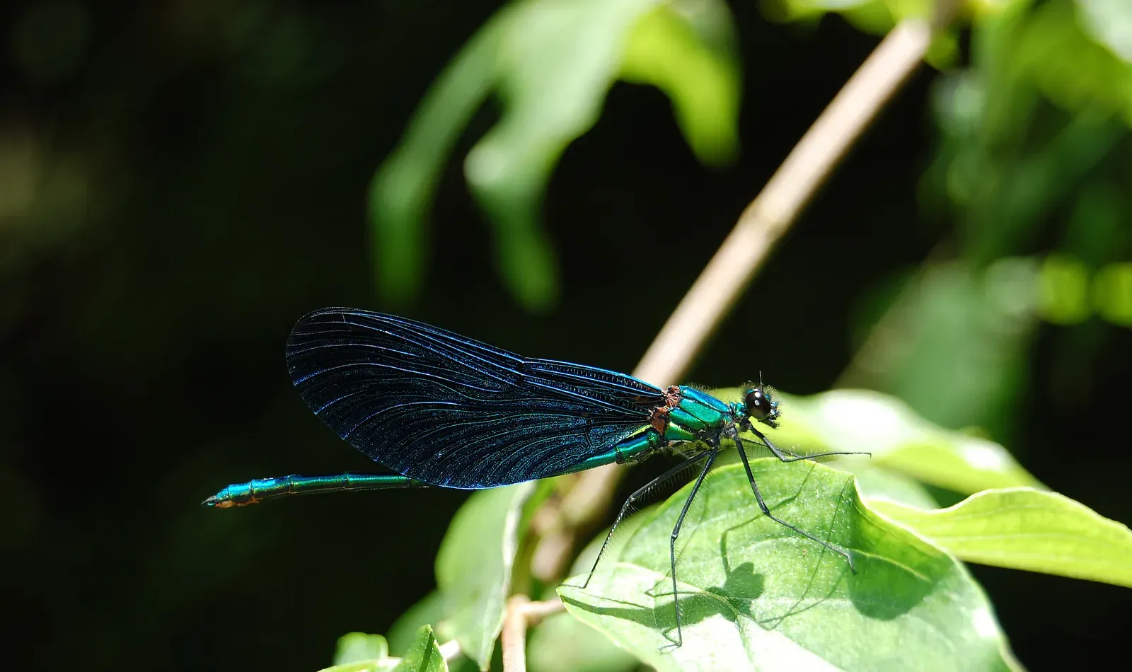 5. The Wandering Dragonfly's Transoceanic Marathon (Image Credits: Wikimedia)
