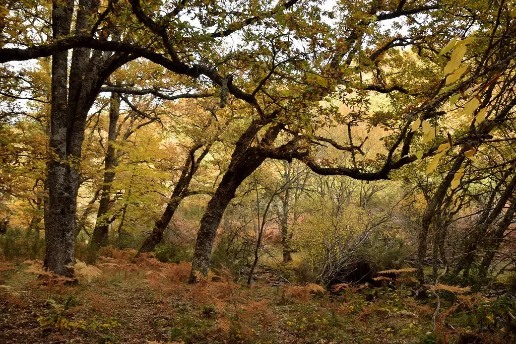 8. Defense Priming and Plant “Memory” (pablocabezos, Flickr, CC BY 2.0)