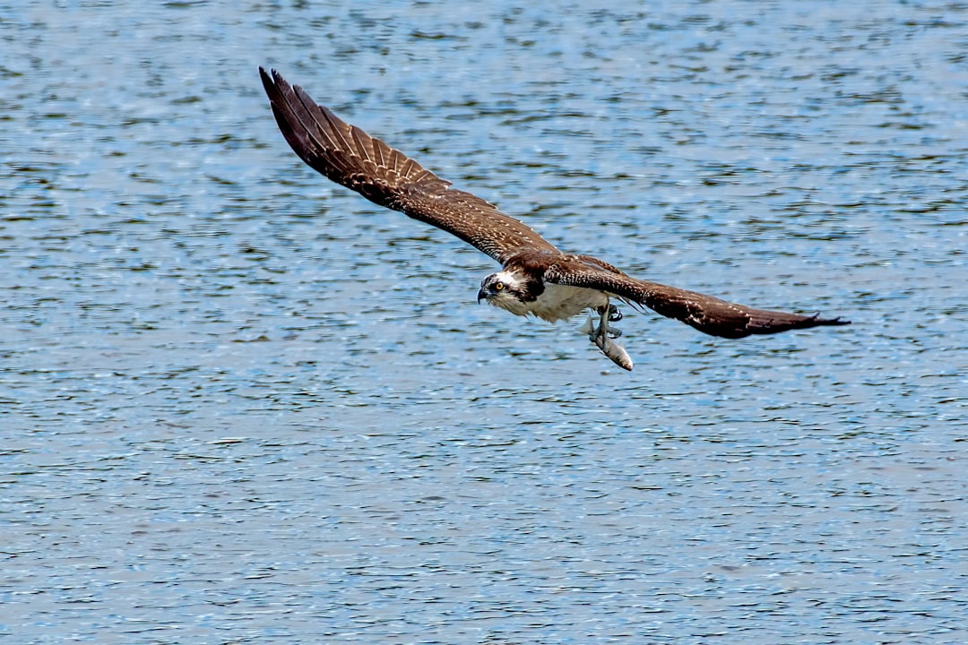Virginia/Maryland: Chesapeake Bay's Osprey Renaissance (Image Credits: Unsplash)