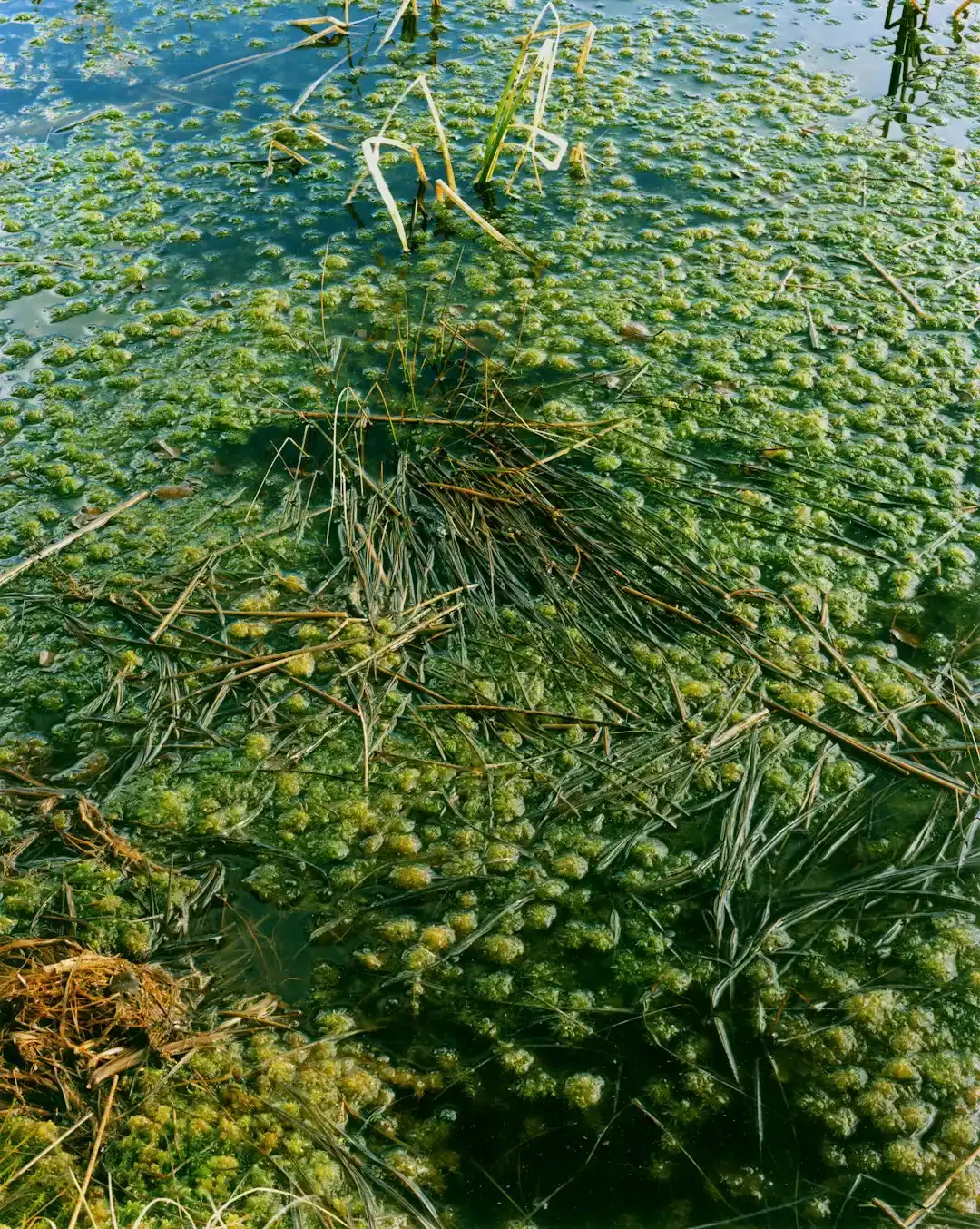 Seagrass Crises and Starving Giants (Image Credits: Unsplash)