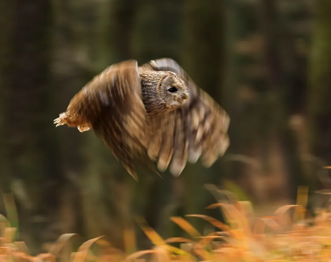 Silent Flight and Quieter Machines: Owl Wings and Noise Control (Image Credits: Unsplash)