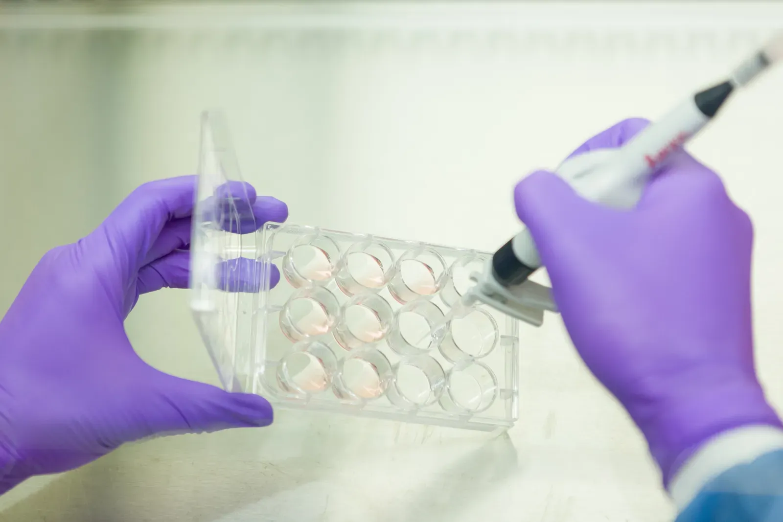 Cellular Reprogramming: Turning Back the Cellular Clock (Image Credits: Wikimedia)