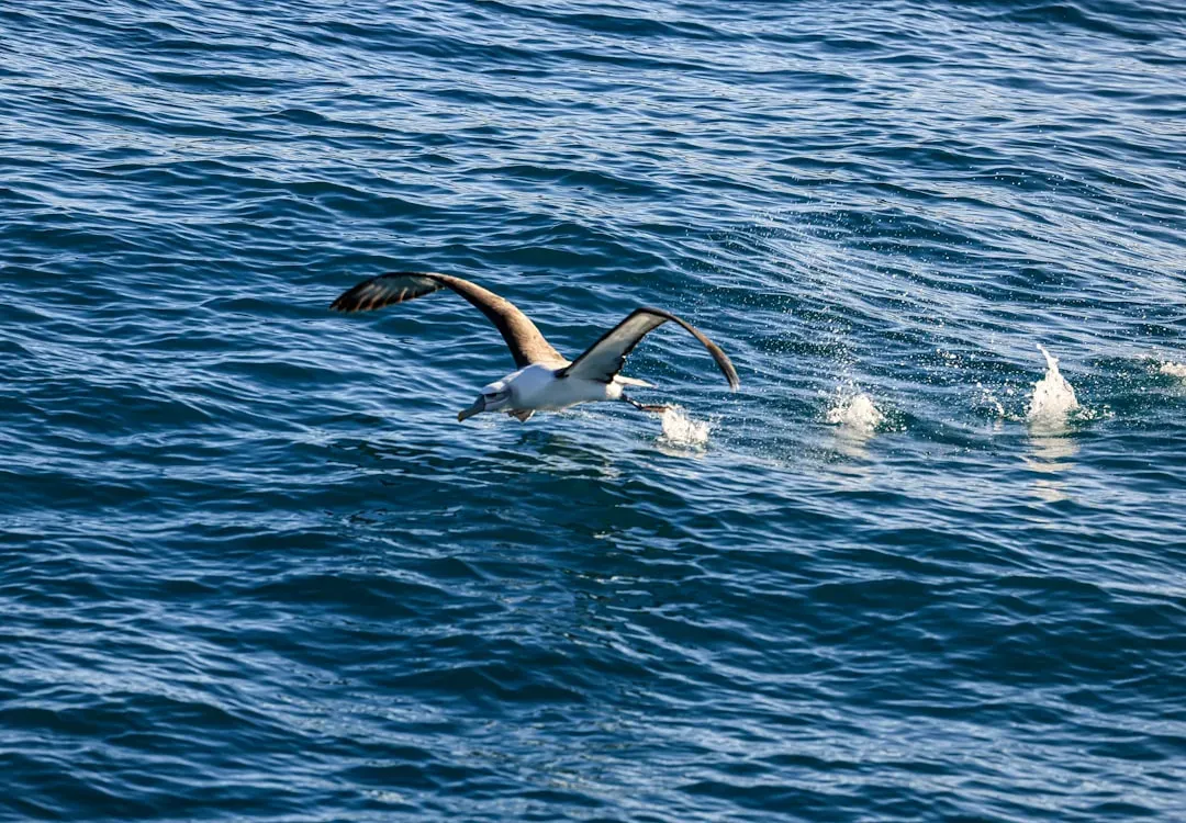 Long-distance homing and the pull of distant coastlines (Image Credits: Unsplash)