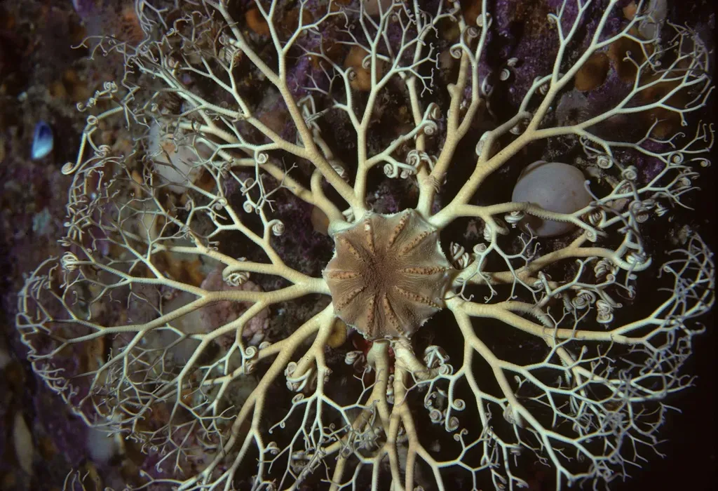2. Basket Star – The Living Nighttime Snowflake (Derek Keats, Flickr, CC BY 2.0)