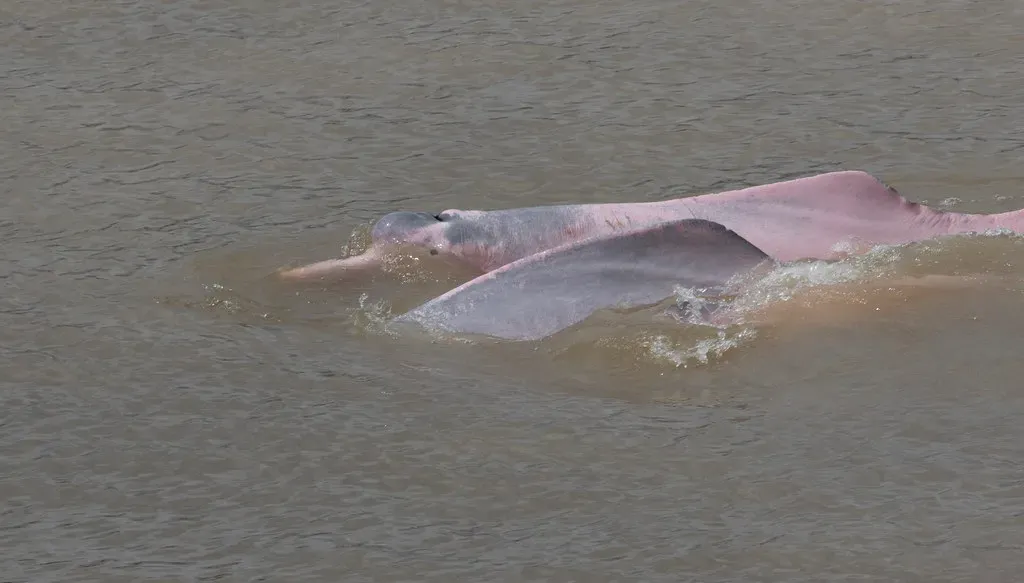 Pisces – The River Dolphin: Sensitive, Mysterious, and Emotionally Tuned In (Gregory "Slobirdr" Smith, Flickr, CC BY-SA 2.0)
