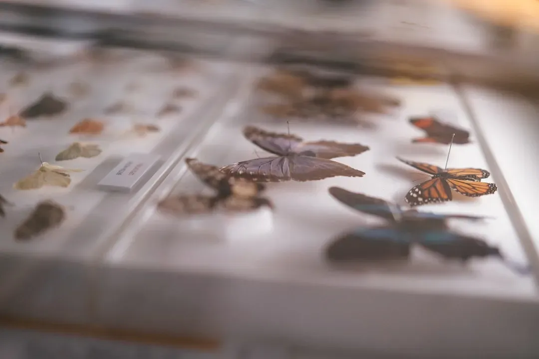 16. Mislabelled or Untracked Specimens in Natural History Collections (Image Credits: Unsplash)