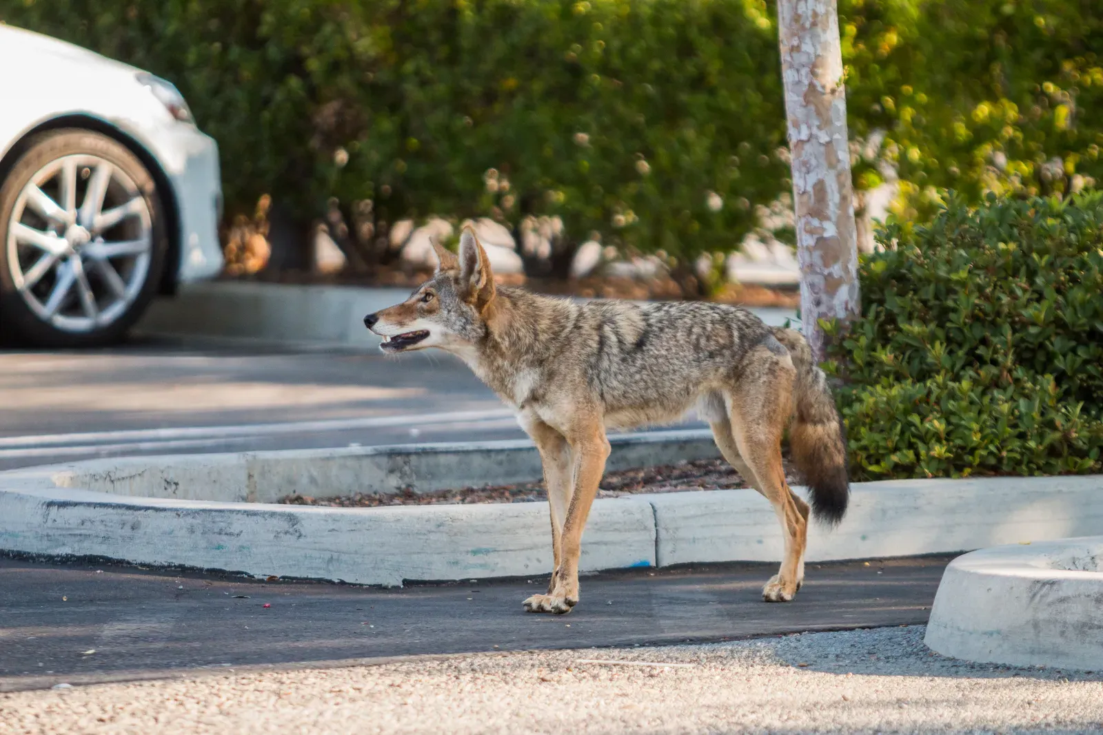 Urban Landscapes Offer Unexpected Food Buffets (Urban Coyotes, Public domain)