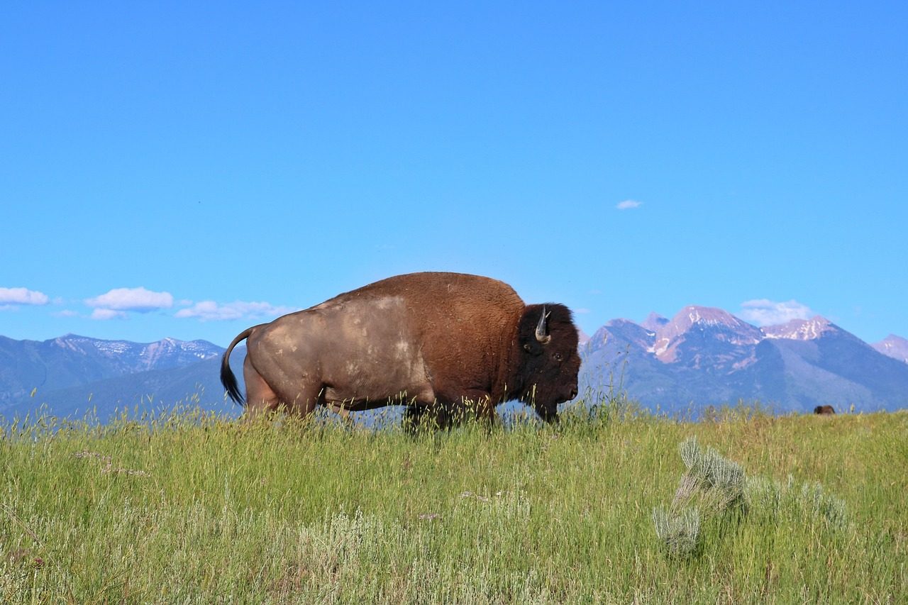 Why Is The Buffalo Considered Sacred In Native Traditions? (Image Credits: Pixabay)