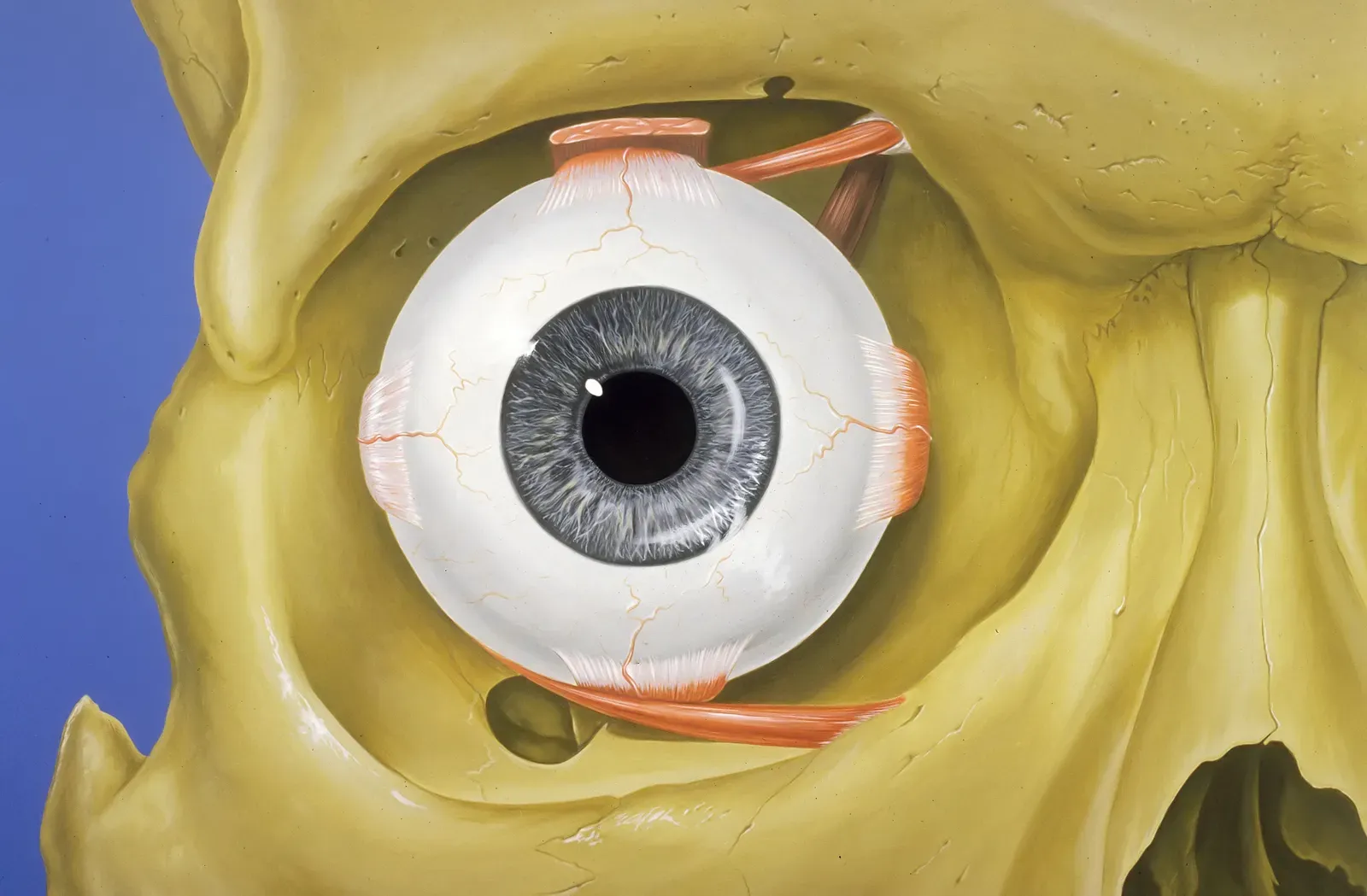 Your Retina Works Like a Living Camera Sensor (Patrick J. Lynch, medical illustrator, CC BY 2.5)