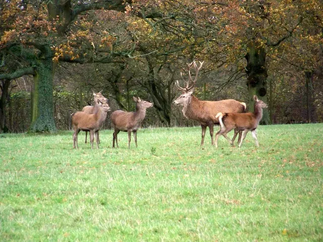 2. Their Coats Turn Thick, Dark, and Woolly (From geograph.org.uk, CC BY-SA 2.0)