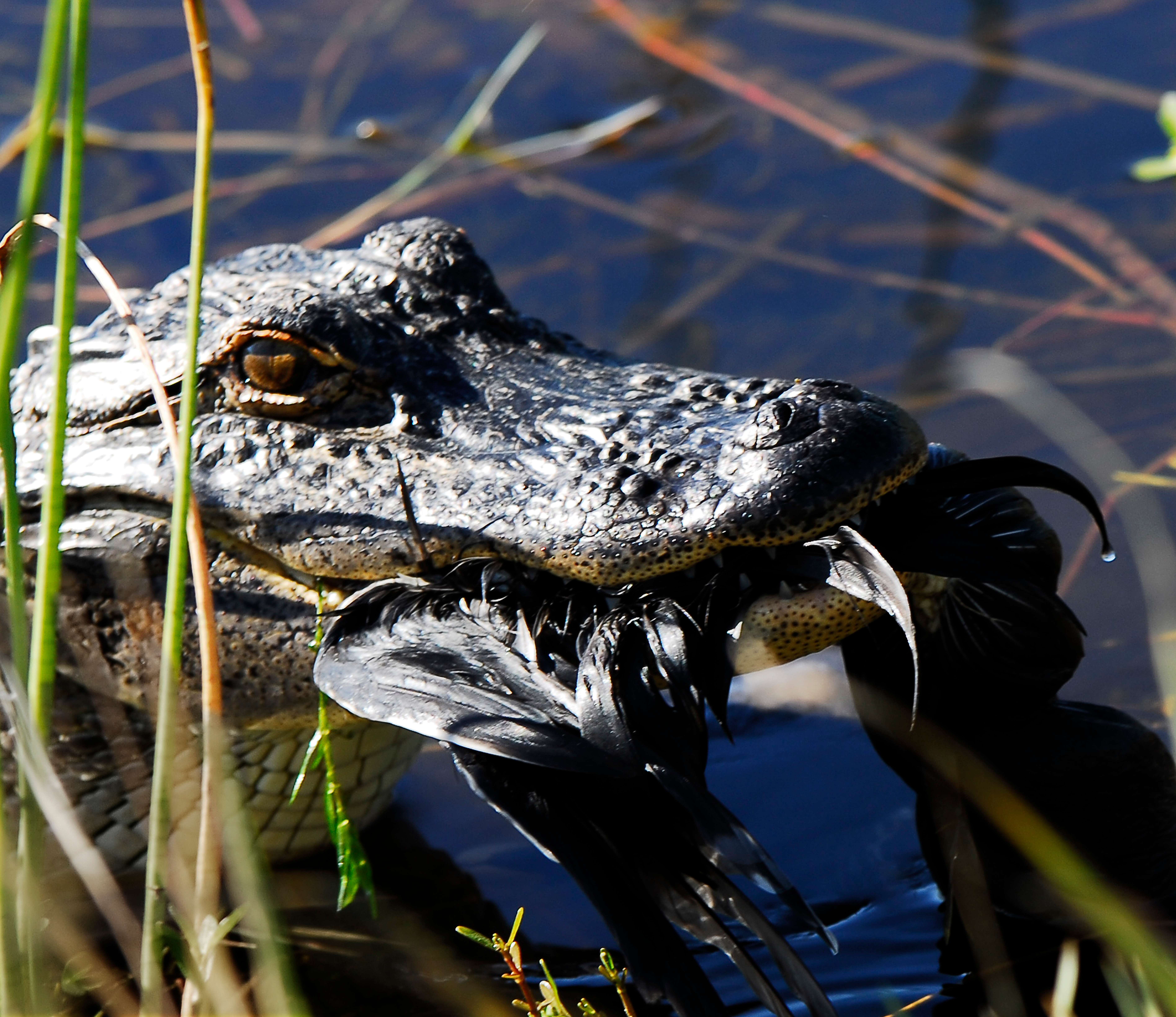 Water, Salt, and the Alligator Threshold (Image Credits: Wikimedia)