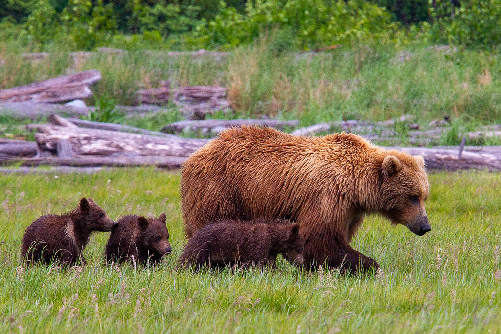 Protective Instincts and Maternal Archetypes (Image Credits: Flickr)