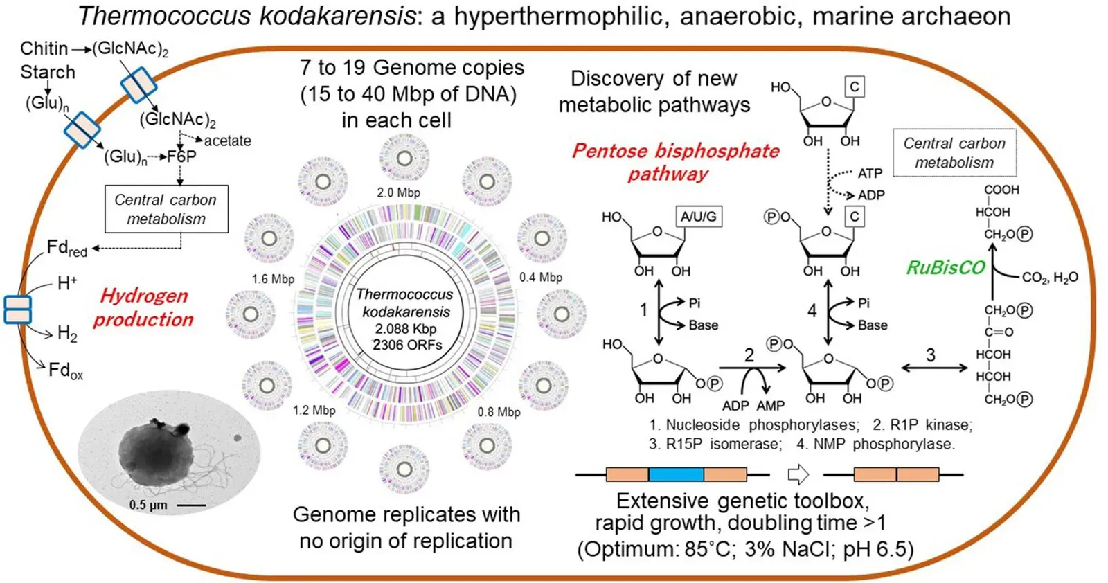 Extreme Microbes and the Art of Surviving the Impossible (Microbe Profile: Thermococcus kodakarensis: the model hyperthermophilic archaeon. ResearchGate: 335350851. The picture has been taken from the PDF (Graphical Abstract)., CC BY 4.0)