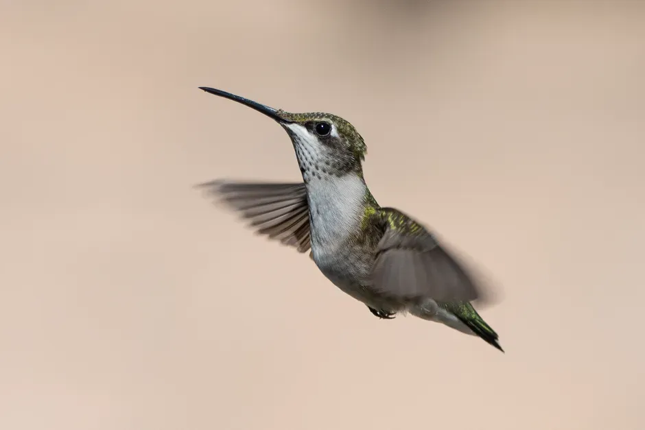 #2 - Musical, High-Speed Wings That Talk Without Words (Image Credits: Pexels)