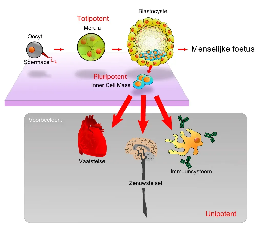 Conclusion (Image Credits: Wikimedia)