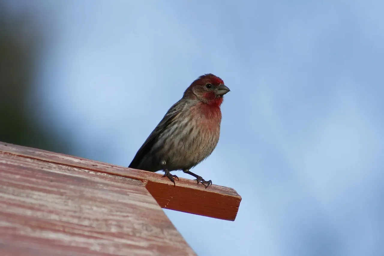Aquarius: House Finch (Image Credits: Pixabay)