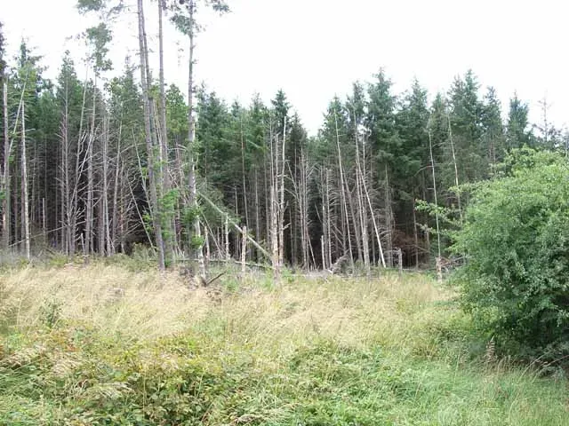 The Hidden Clues: Tongass National Forest’s Drowning Trees (Image Credits: Wikimedia)