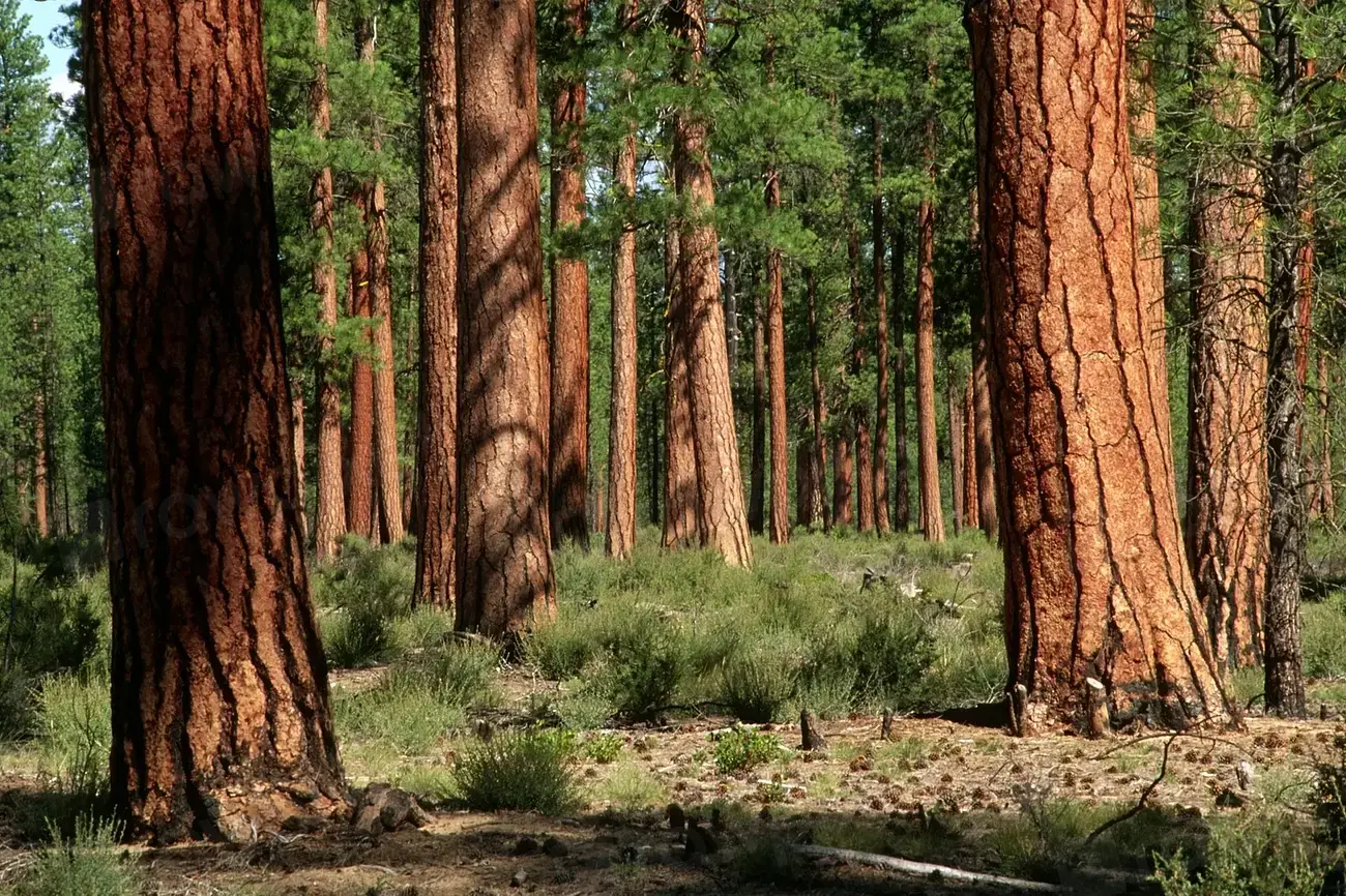 Hidden Forest Architects: How Old Trees Shape Entire Ecosystems (Image Credits: Rawpixel)