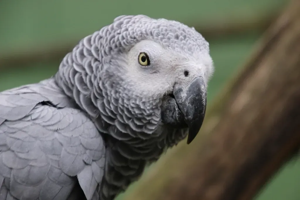 2. Parrots Understand Words Better Than You’d Think (Image Credits: Rawpixel)