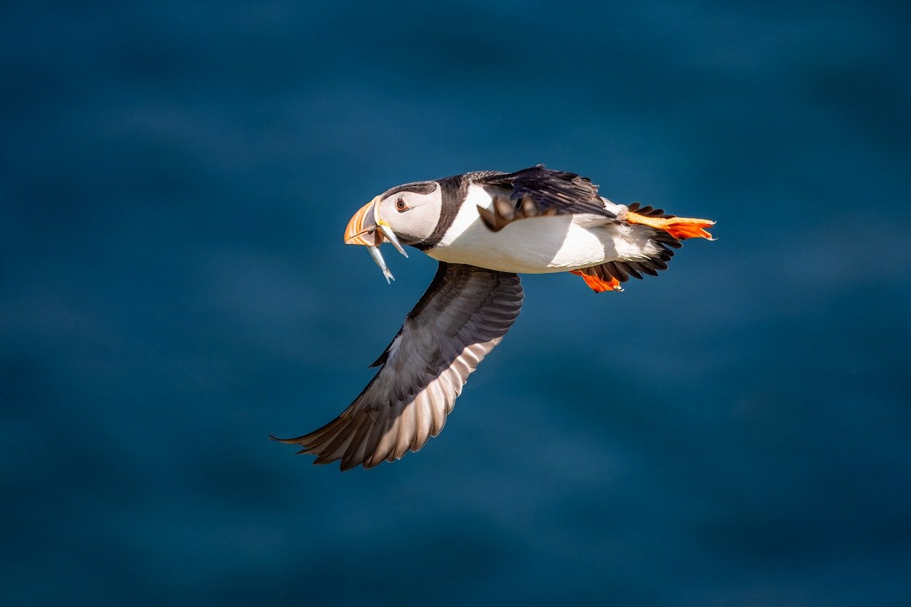 Poor Quality Replacement Fish (Image Credits: Pixabay)