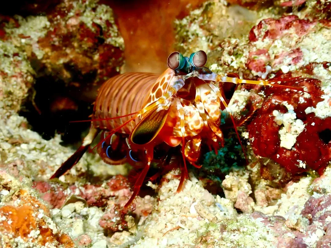 2. The Mantis Shrimp - The Ocean's Most Violent Puncher (Image Credits: Unsplash)