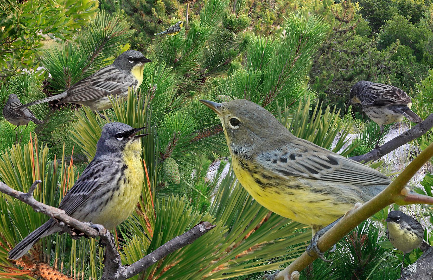 Michigan’s Jack Pine Renaissance: The Kirtland’s Warbler (Image Credits: Wikimedia)