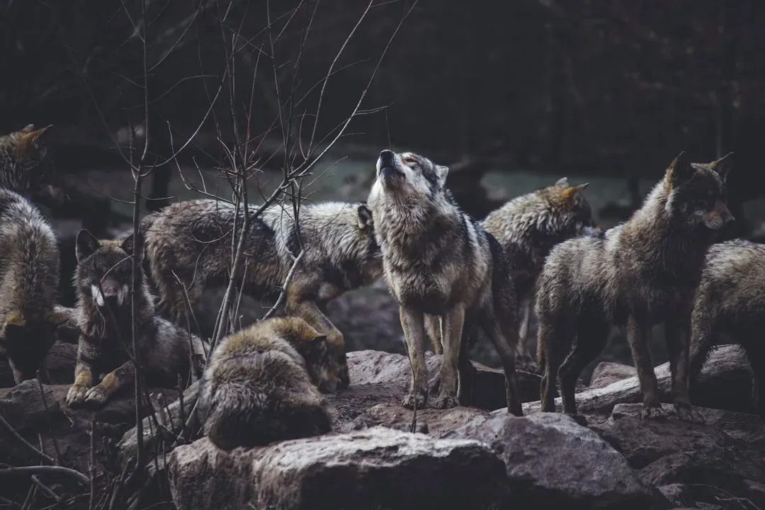 From Fierce Wolves to First Friends (Image Credits: Unsplash)