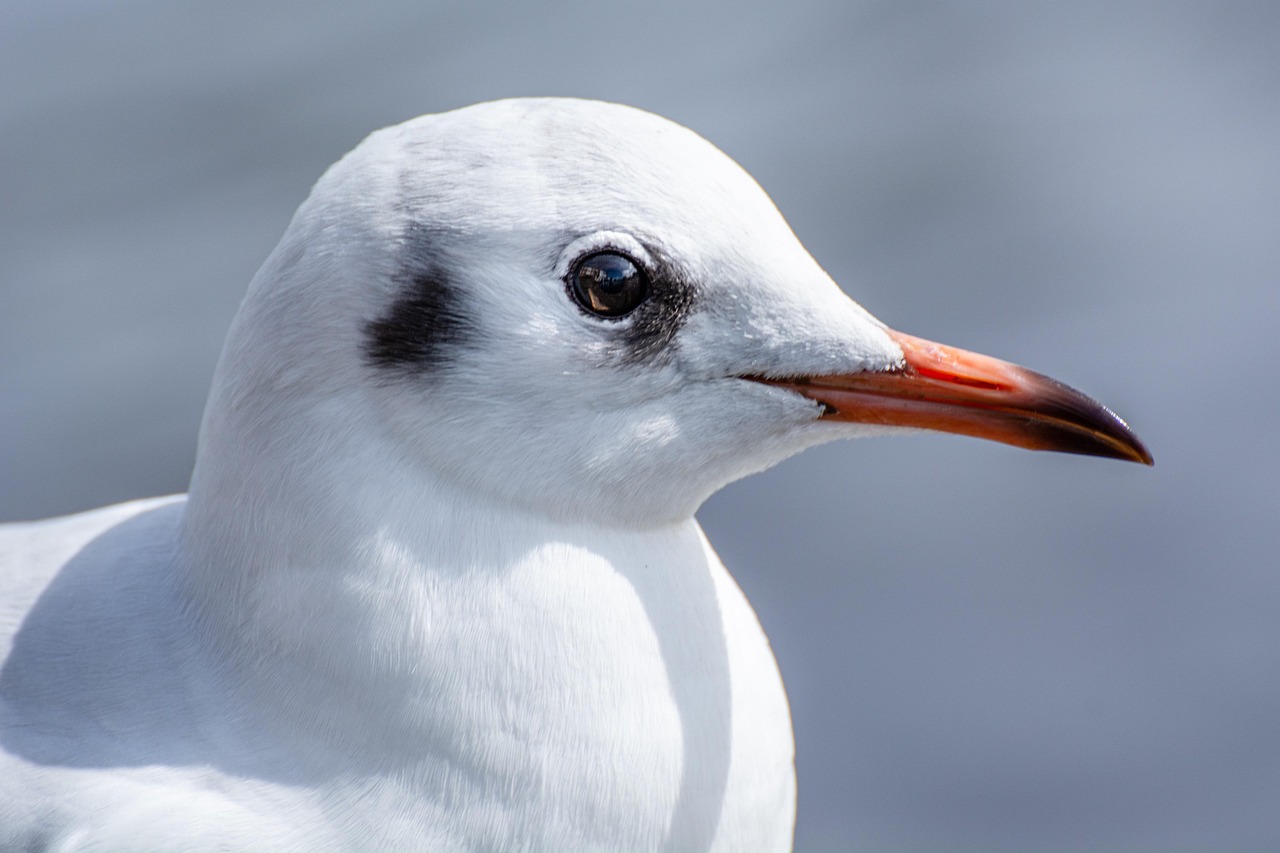 Kauai, Hawaii - Endangered Seabird Recovery Success (Image Credits: Pixabay)