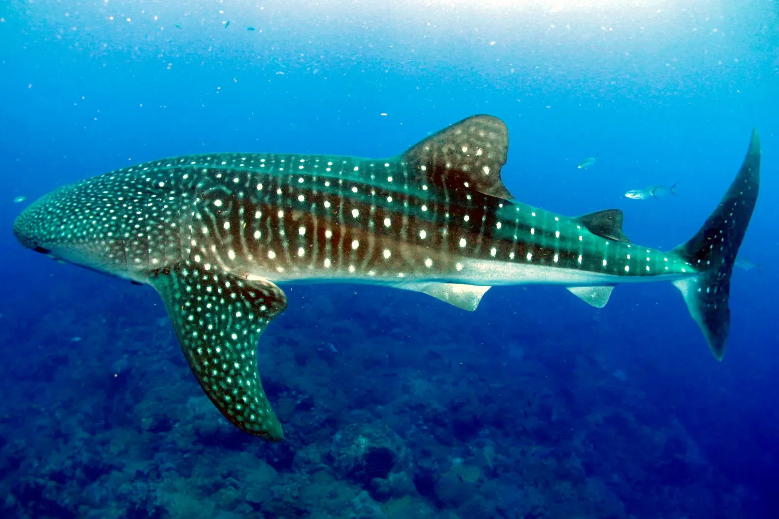 5. Whale Sharks Can Live For Many Decades - Possibly A Century (By FGBNMS/Eckert, Public domain)
