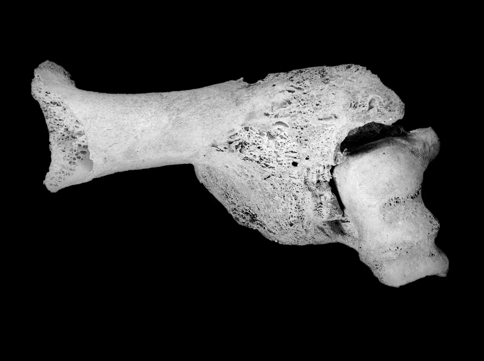 #11 - The 400,000-Year-Old Bone That Rewrote the Family Tree (CC BY 4.0)