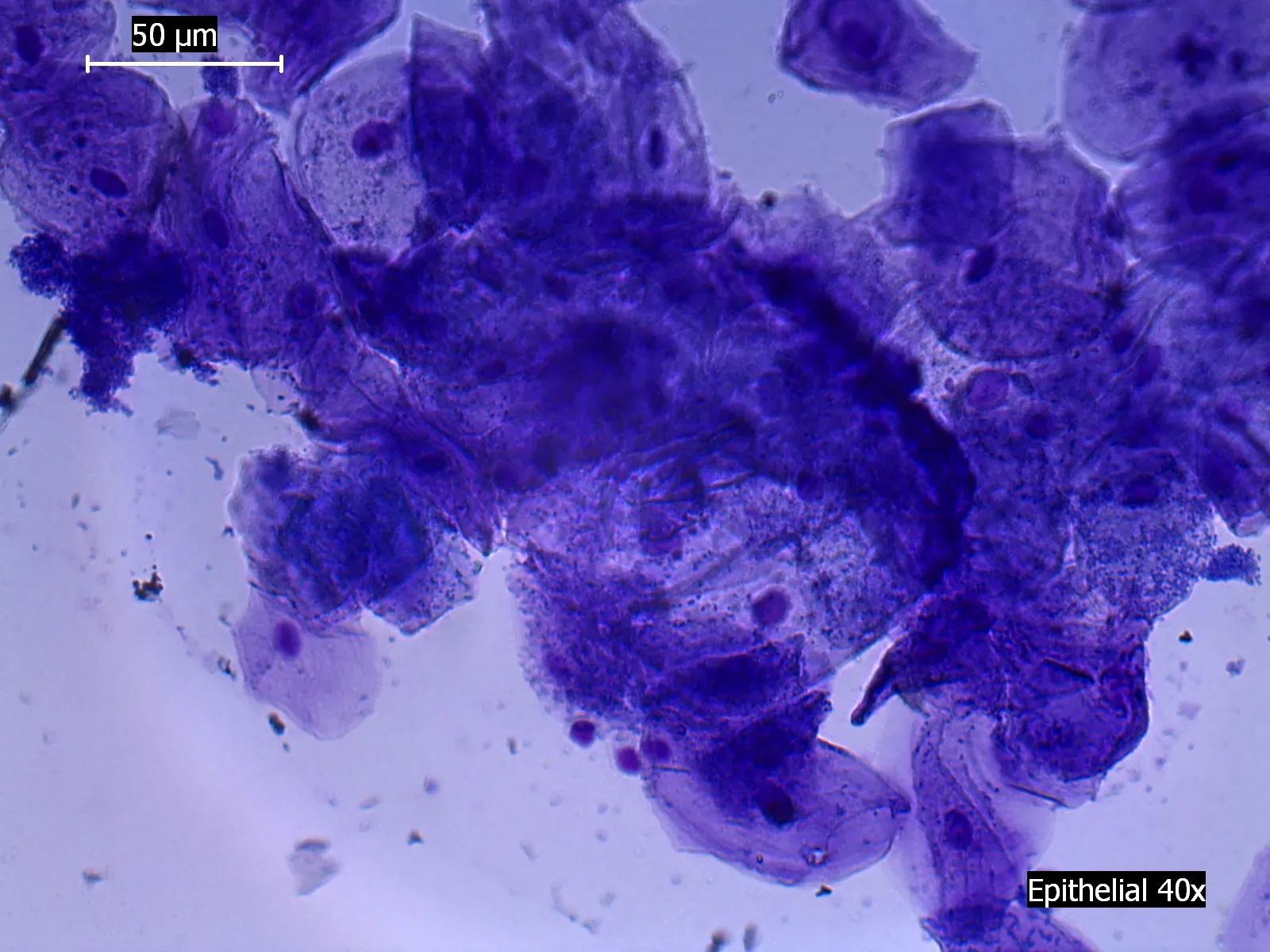 How Long Cells Survive: A Race Against Time in Different Tissues (By Iceclanl, CC BY-SA 3.0)
