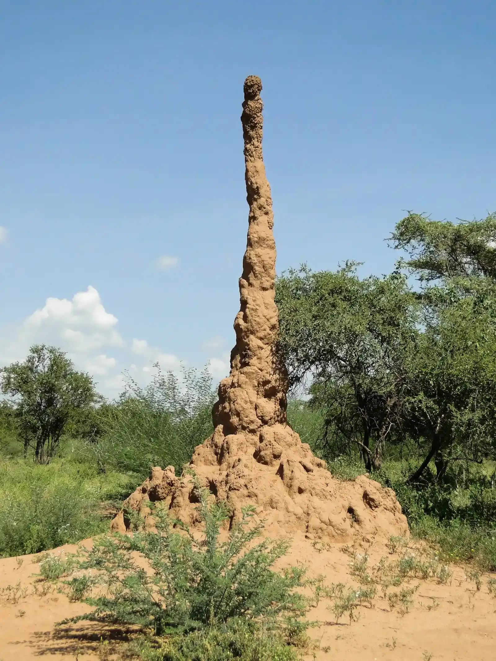 The Hidden Climate Control of Termite Mounds (Image Credits: Wikimedia)