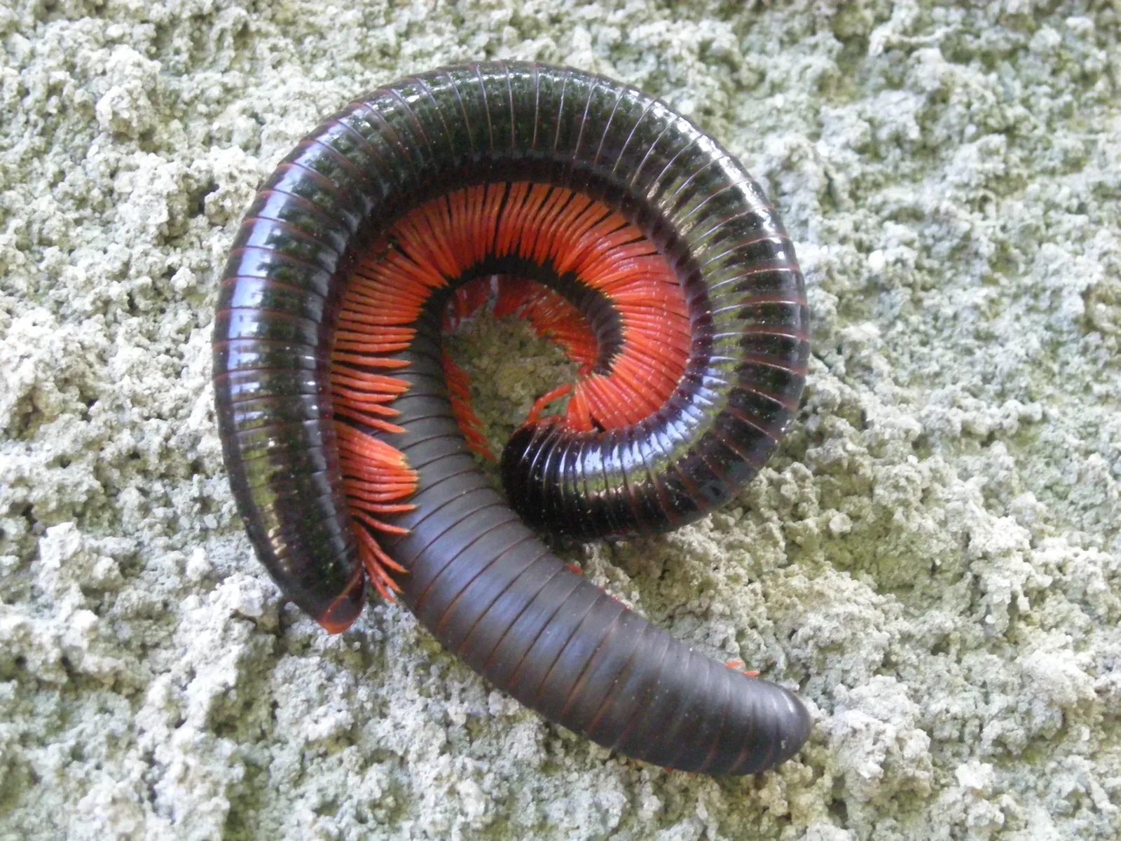 Millipedes Armored in Cave-Born Crystals (Image Credits: Wikimedia)