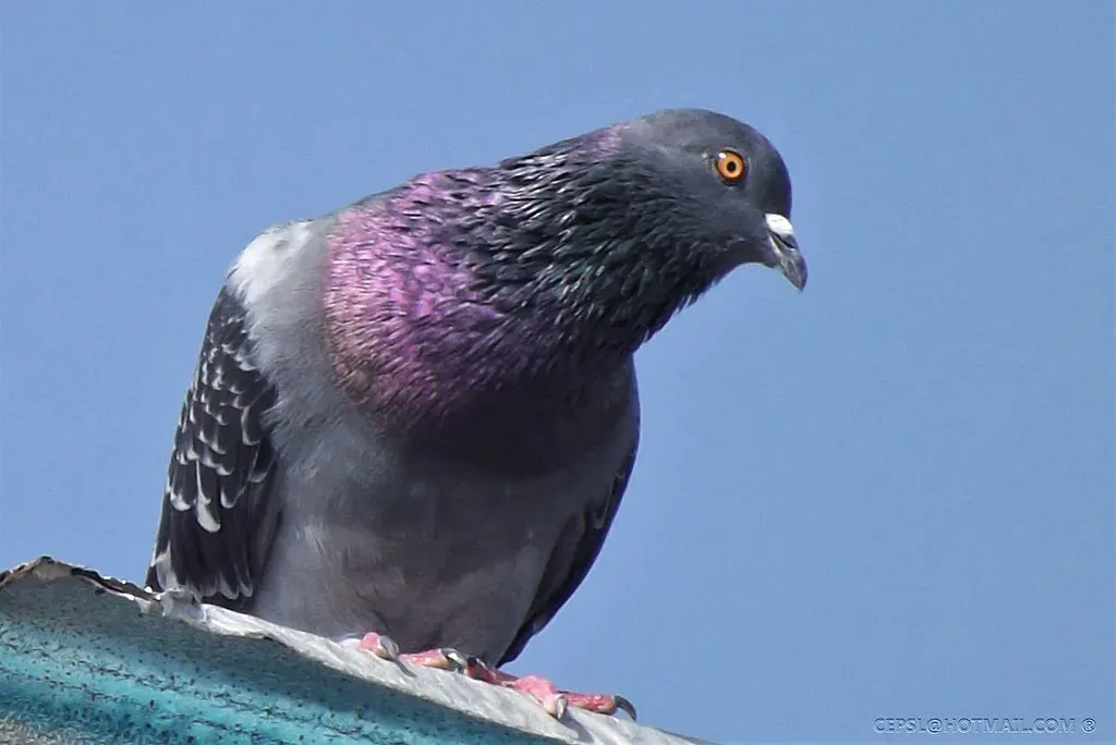 Beyond Party Tricks: Practical Uses of Pigeon Categorization (cepsl, Flickr, CC BY-SA 2.0)