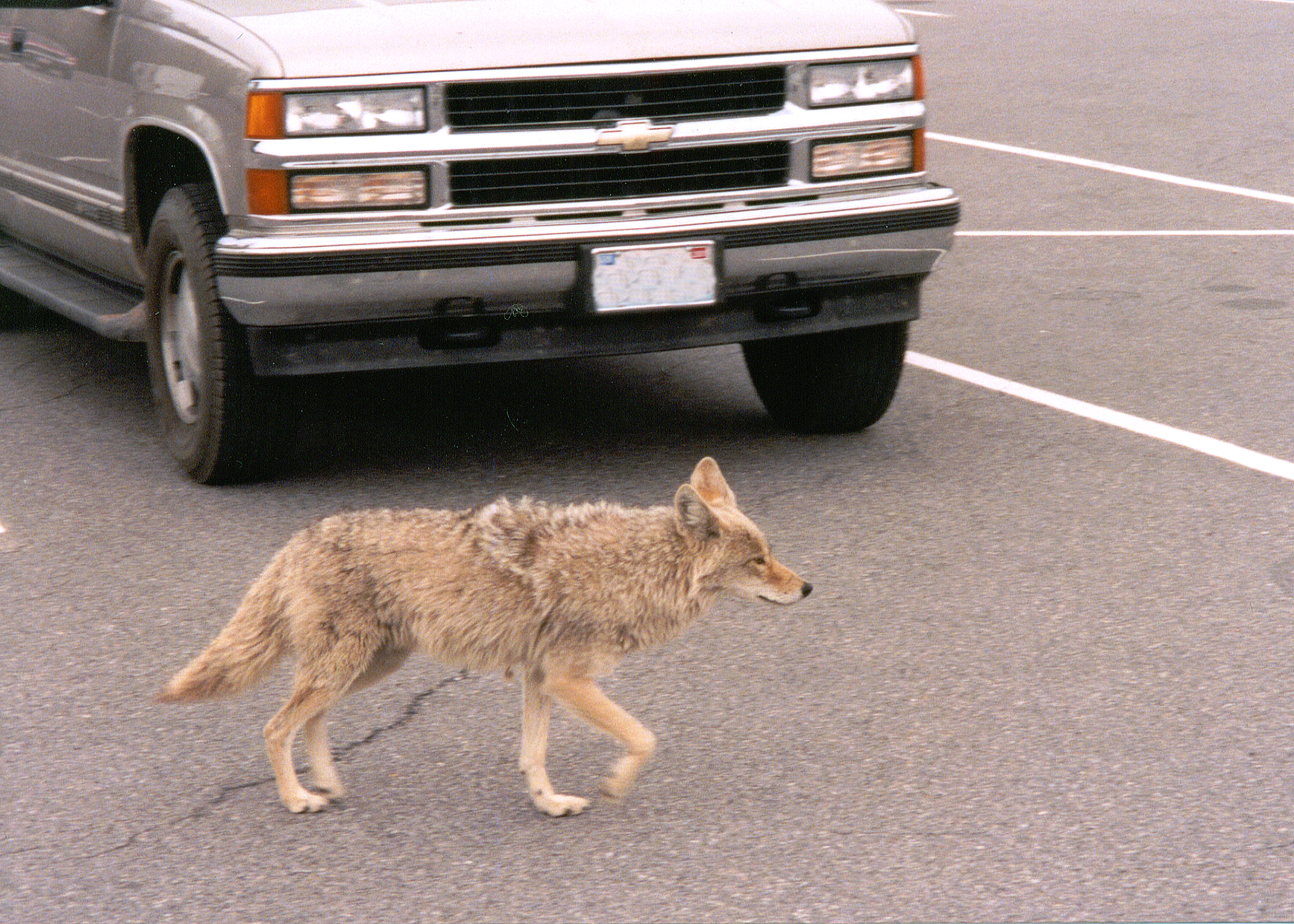 Edge Lovers:  on the Move (Image Credits: Wikimedia)