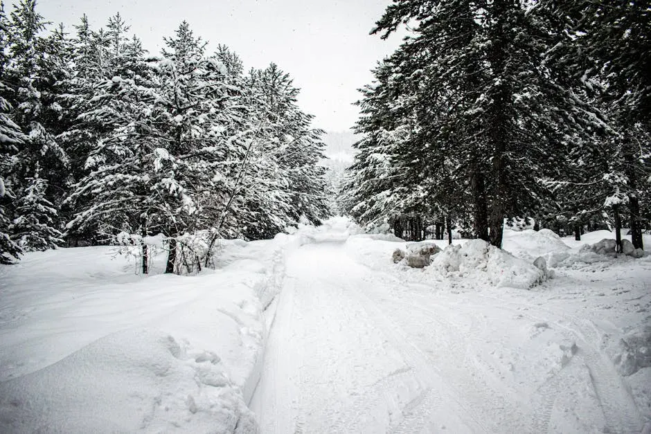 2. Daniel Lynn Campbell: Into a Spring Snowstorm with His Dog (Image Credits: Pexels)