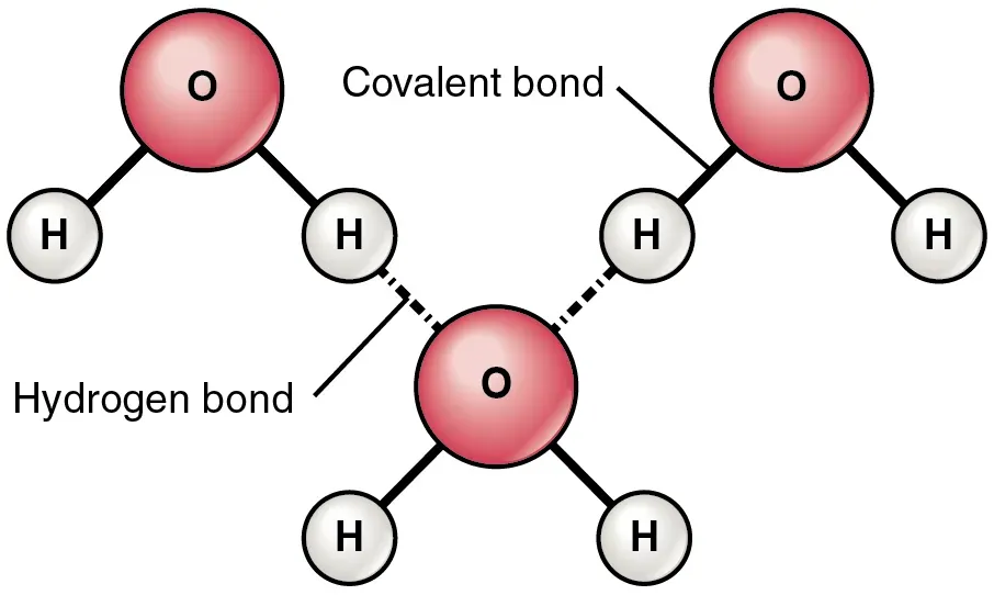 The Hidden Architecture: Hydrogen Bonds and Water's Inner World (Image Credits: Wikimedia)